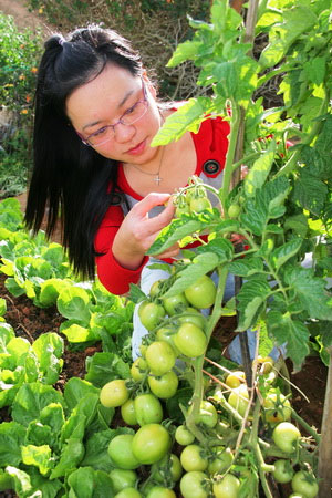 Picture 2 of Tomatoes, potatoes '2 in 1'
