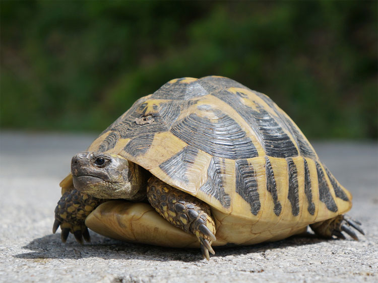 Picture 3 of Tomorrow tortoise is not to do something like you think