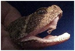 Picture 1 of Too hungry, snakes eat their hearts