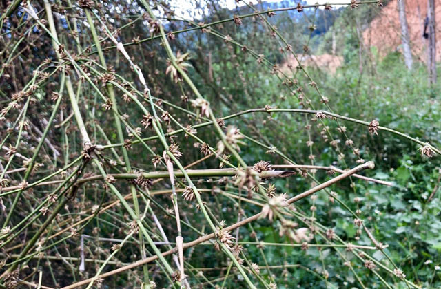 Picture 2 of Too rare: Big bamboo bushes are like cages for cattle and buffaloes in Quang Ngai