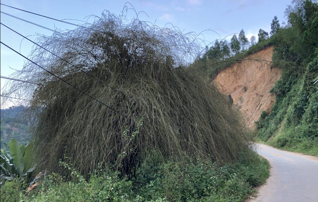 Picture 3 of Too rare: Big bamboo bushes are like cages for cattle and buffaloes in Quang Ngai