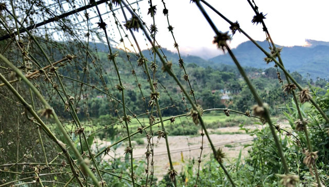 Picture 5 of Too rare: Big bamboo bushes are like cages for cattle and buffaloes in Quang Ngai