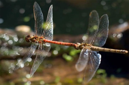 Picture 10 of Top 10 animals having sex with men