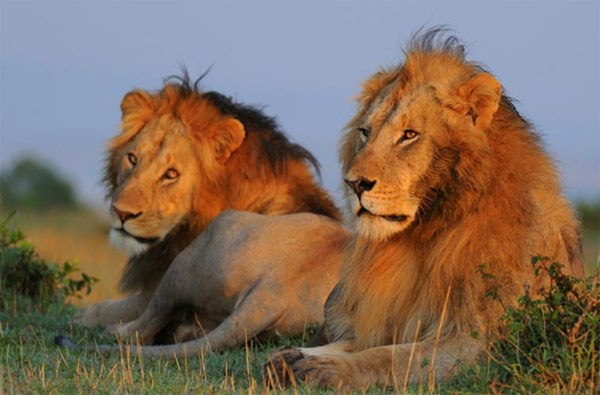 Picture 6 of Top 10 animals having sex with men
