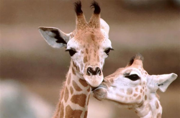 Picture 9 of Top 10 animals having sex with men