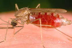 Picture 1 of Top 10 deadly dangerous animals