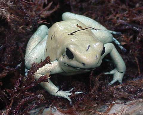 Picture 10 of Top 10 deadly dangerous animals