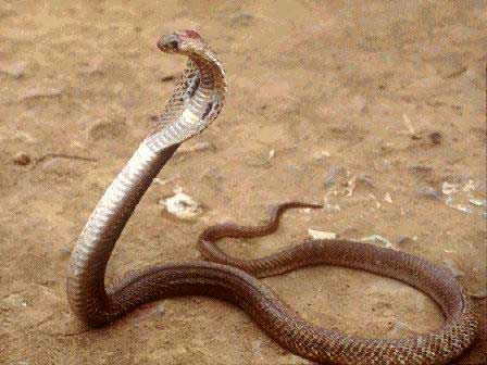 Picture 2 of Top 10 deadly dangerous animals
