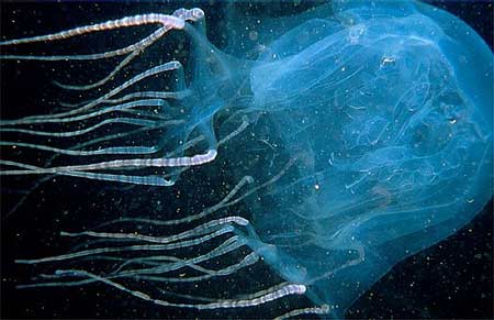 Picture 3 of Top 10 deadly dangerous animals
