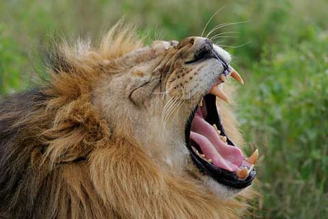 Picture 5 of Top 10 deadly dangerous animals
