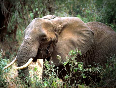 Picture 7 of Top 10 deadly dangerous animals