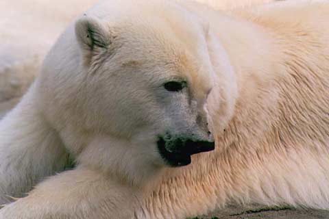 Picture 8 of Top 10 deadly dangerous animals