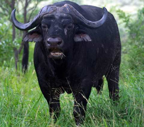Picture 9 of Top 10 deadly dangerous animals