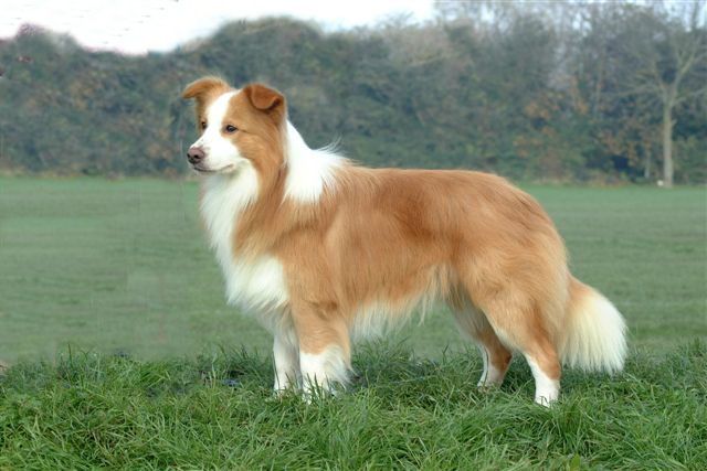 Picture 10 of Top 10 fastest breeds in the world