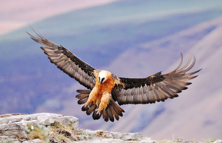 Picture 6 of Top 10 highest flying birds in the world