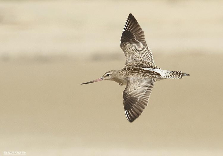 Picture 8 of Top 10 highest flying birds in the world