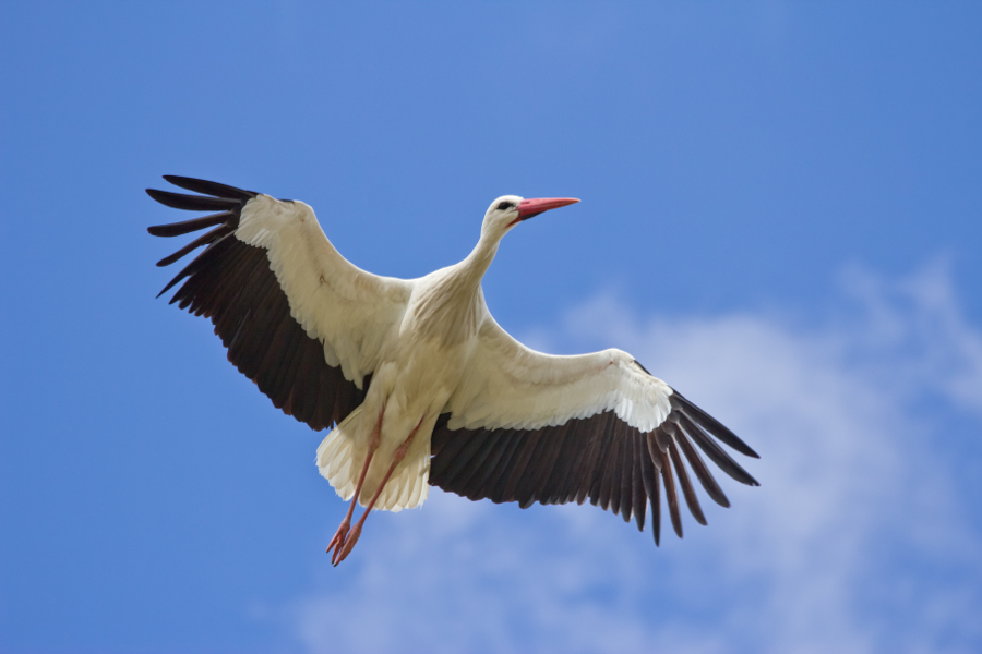 Picture 9 of Top 10 highest flying birds in the world