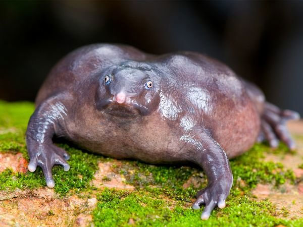 Picture 10 of Top 10 impressive stories about animals 2014
