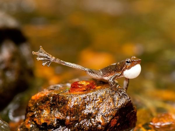 Picture 5 of Top 10 impressive stories about animals 2014