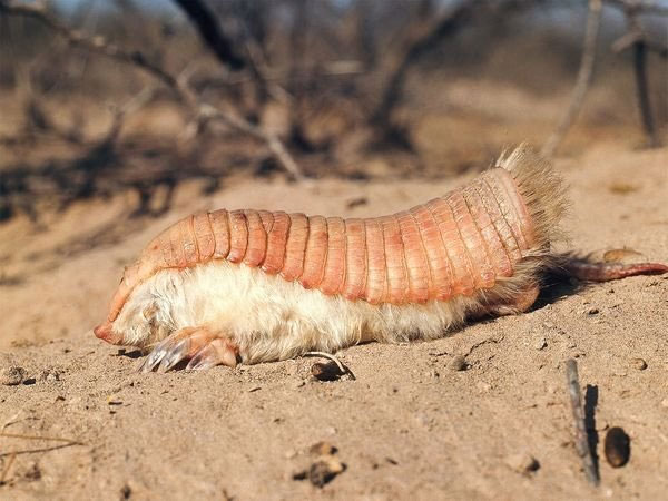 Picture 7 of Top 10 impressive stories about animals 2014