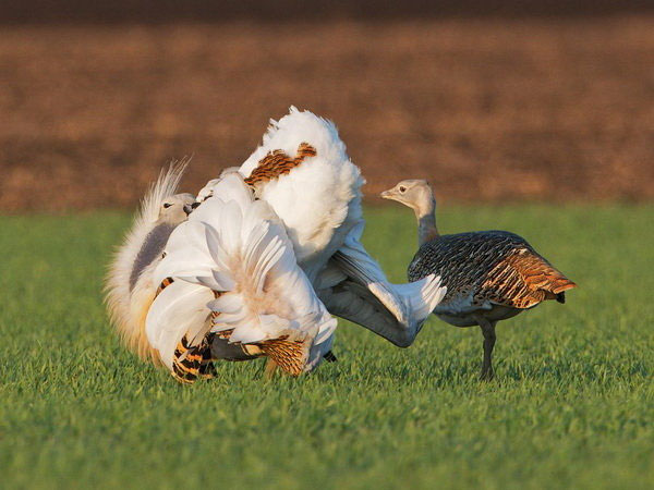Picture 9 of Top 10 impressive stories about animals 2014