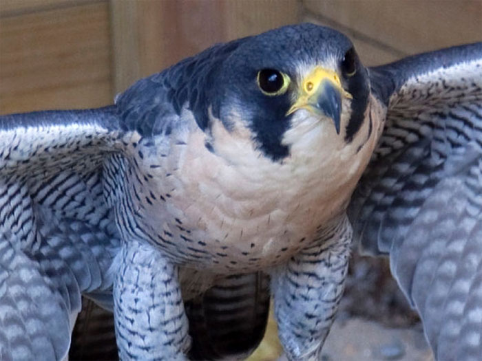 Picture 1 of Top 10 'kings' speed in the bird world