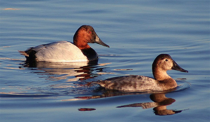 Picture 10 of Top 10 'kings' speed in the bird world