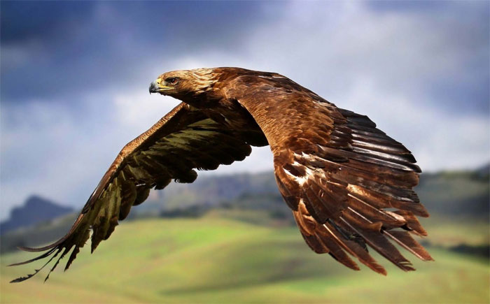 Picture 2 of Top 10 'kings' speed in the bird world