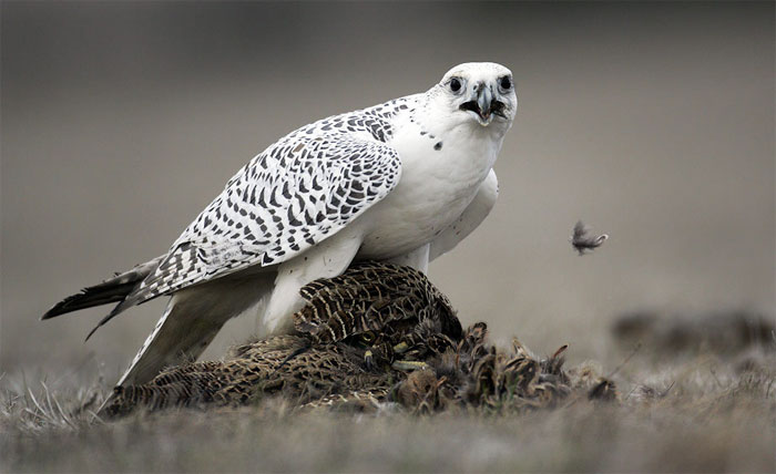Picture 3 of Top 10 'kings' speed in the bird world