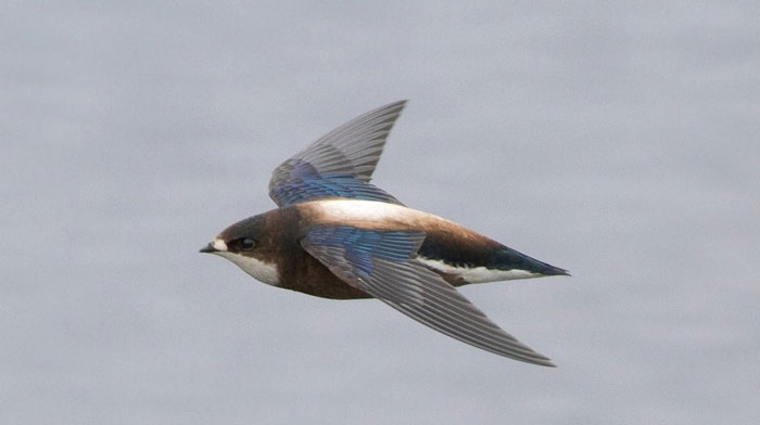 Picture 4 of Top 10 'kings' speed in the bird world