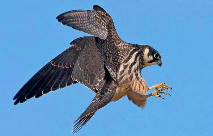 Picture 5 of Top 10 'kings' speed in the bird world