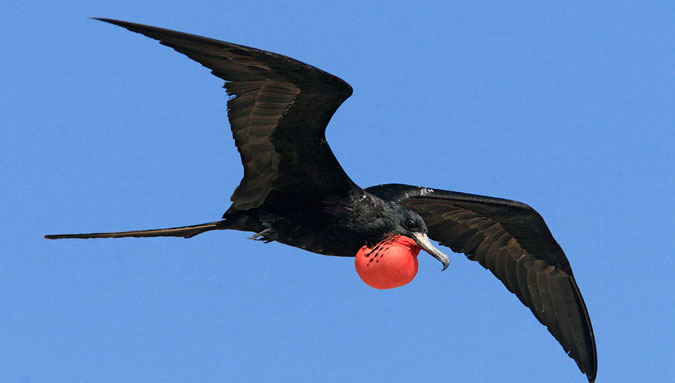 Picture 6 of Top 10 'kings' speed in the bird world