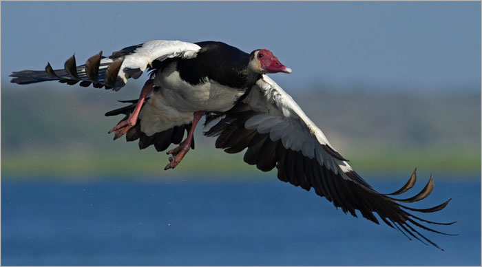 Picture 7 of Top 10 'kings' speed in the bird world