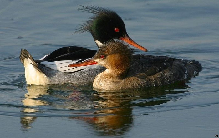 Picture 8 of Top 10 'kings' speed in the bird world