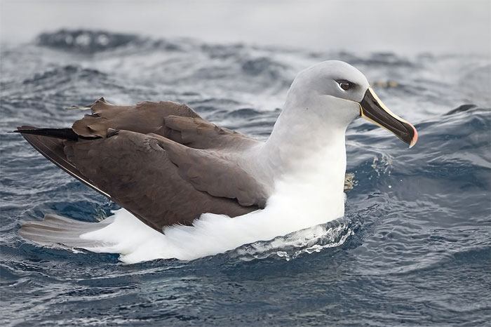 Picture 9 of Top 10 'kings' speed in the bird world