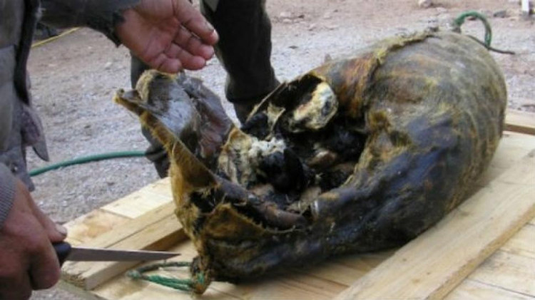 Picture 9 of Top 10 most horrifying dishes on the planet