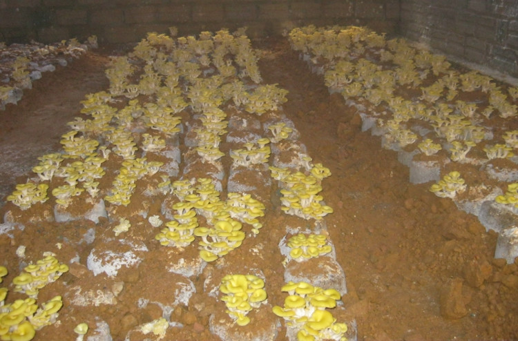Picture 10 of Top 10 most rare mushrooms in Vietnam