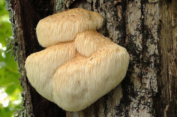 Picture 5 of Top 10 most rare mushrooms in Vietnam