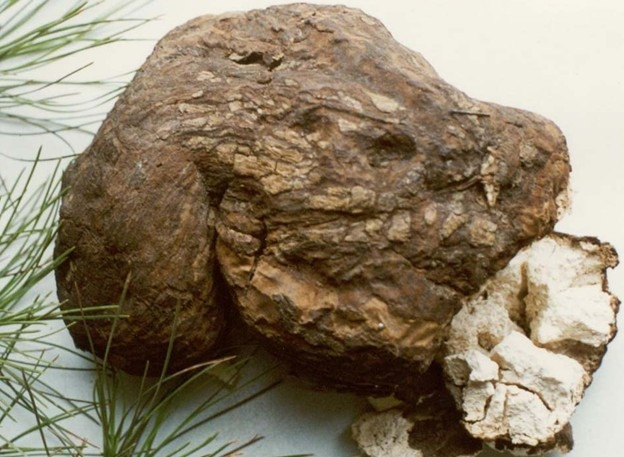 Picture 6 of Top 10 most rare mushrooms in Vietnam