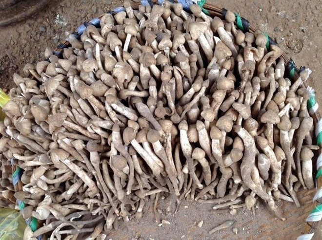 Picture 7 of Top 10 most rare mushrooms in Vietnam
