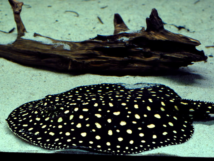 Picture 10 of Top 10 rare and expensive fishes in Vietnam