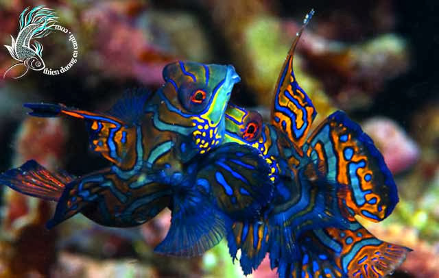 Picture 3 of Top 10 rare and expensive fishes in Vietnam