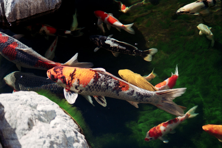 Picture 4 of Top 10 rare and expensive fishes in Vietnam