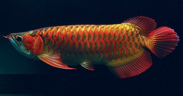Top 10 rare and expensive fishes in Vietnam