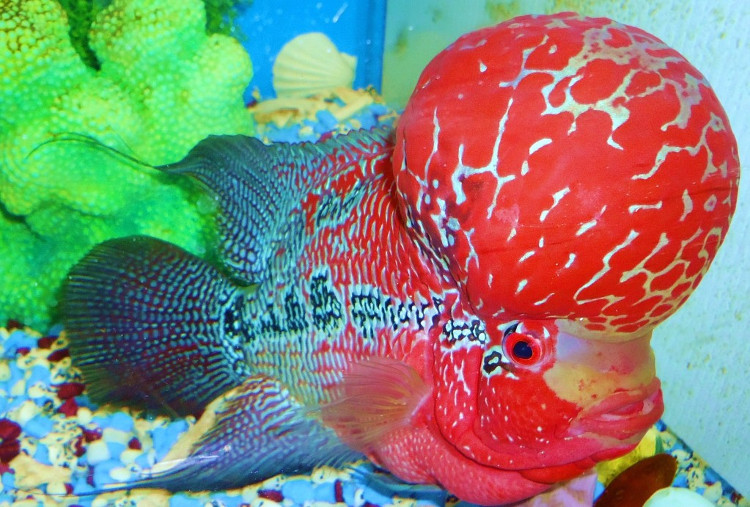 Picture 6 of Top 10 rare and expensive fishes in Vietnam
