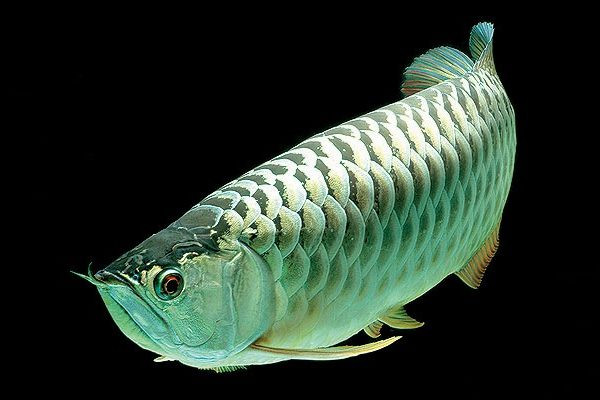 Picture 8 of Top 10 rare and expensive fishes in Vietnam