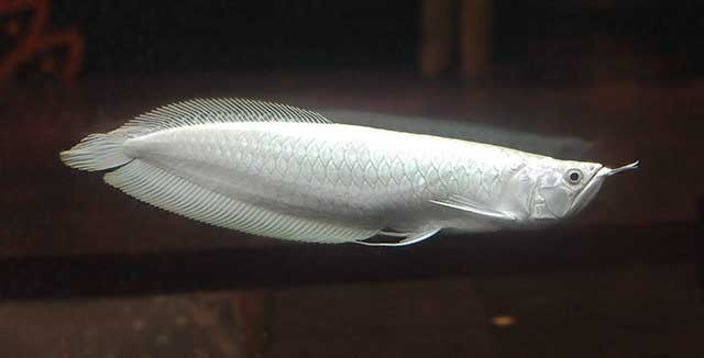 Picture 9 of Top 10 rare and expensive fishes in Vietnam
