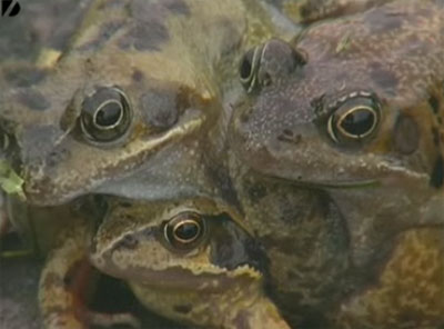Picture 1 of Top 10 weird animals in the world