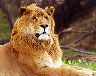 Picture 10 of Top 10 weird animals in the world