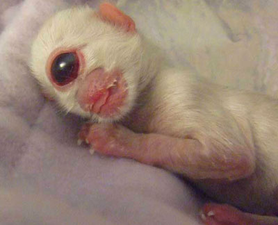 Picture 2 of Top 10 weird animals in the world